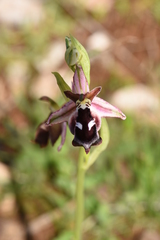 Ophrys reinholdii