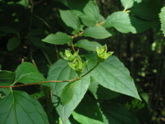 Philadelphus inodorus