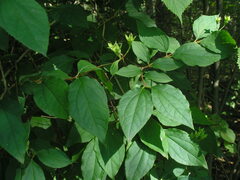 Philadelphus inodorus