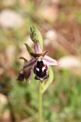Ophrys reinholdii