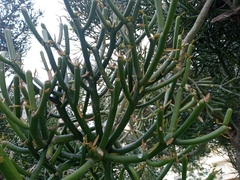 Euphorbia tirucalli