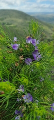 Psoralea