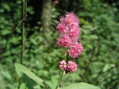 Spiraea × pallidiflora
