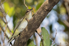 Vireo altiloquus