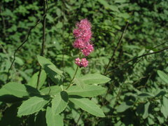 Spiraea × pallidiflora