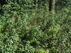 Spiraea × pallidiflora