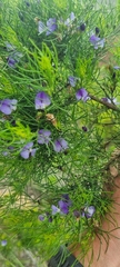Psoralea