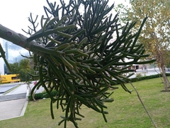Euphorbia tirucalli