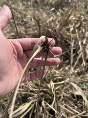 Cyperus entrerianus