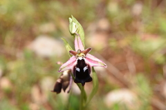 Ophrys reinholdii