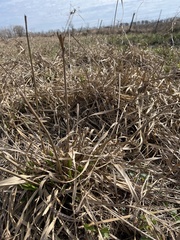 Cyperus entrerianus