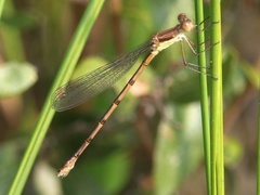 Lestes australis