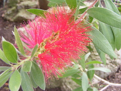 Melaleuca citrina