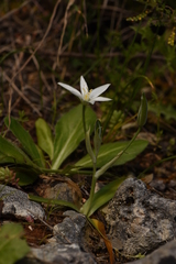 Ornithogalum montanum