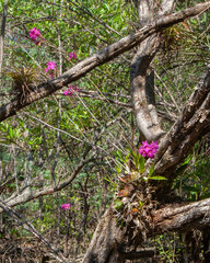 Broughtonia sanguinea