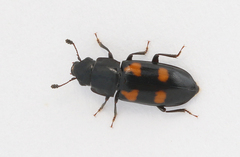 Glischrochilus quadripunctatus