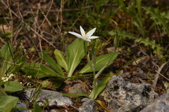 Ornithogalum montanum
