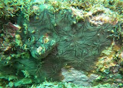 Hyattella intestinalis