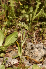 Ornithogalum montanum
