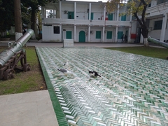 Larus michahellis