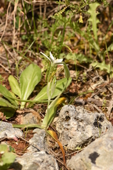 Ornithogalum montanum