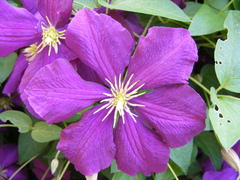 Clematis viticella