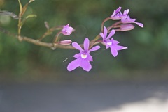 Epidendrum centropetalum