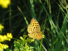 Argynnis laodice
