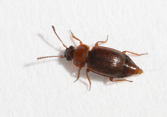 Anthobium atrocephalum