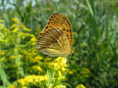 Argynnis laodice