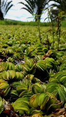 Salvinia molesta