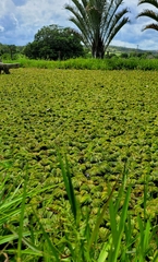 Salvinia molesta