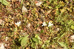 Ornithogalum montanum