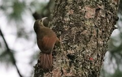 Xiphocolaptes promeropirhynchus