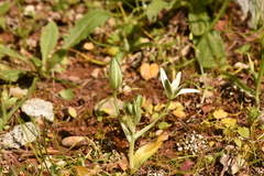 Ornithogalum montanum