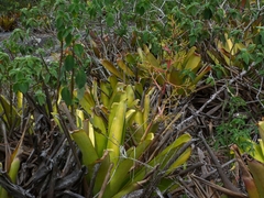 Aechmea leptantha