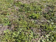 Nuttallanthus canadensis