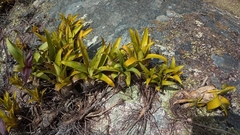 Vriesea freicanecana