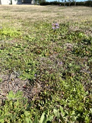 Nuttallanthus canadensis