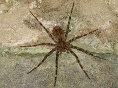 Enoploctenus