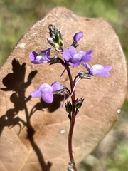 Nuttallanthus canadensis