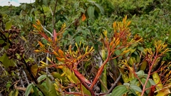 Aechmea leptantha