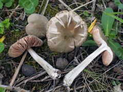 Pluteus cinereofuscus