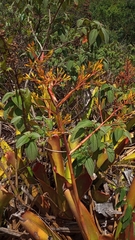 Aechmea leptantha