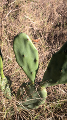 Opuntia stricta