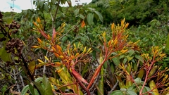 Aechmea leptantha