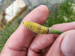 Equisetum laevigatum