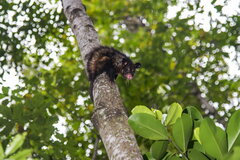 Didelphis aurita