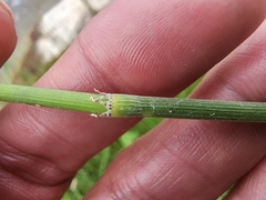 Equisetum laevigatum