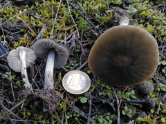 Pluteus cinereofuscus